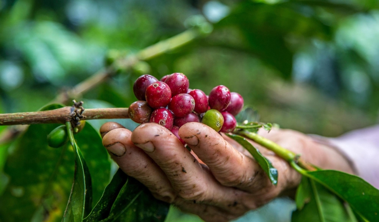 Cultivo de café. Foto: Ilustrativa / Freepik