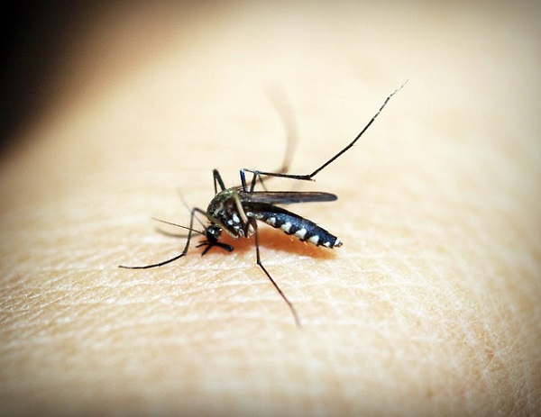 Los casos de dengue se han disparado en los últimos años en Latinoamérica. Foto ilustrativa
