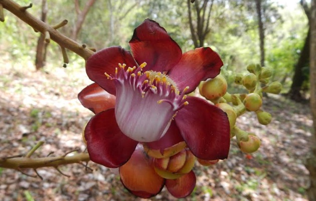 La característica más visual de este árbol es que sus flores púrpura las produce en abundancia en el tronco.   Foto: Cortesía/Juvenal Batista