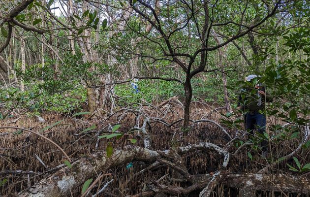 “De Centroamérica, Panamá tiene el territorio más grande de manglares”, argumentó Hannah Morrissette, biogeoquímica e investigadora. Foto: EFE