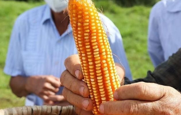 Quedan cerca de 60,518.93 quintales de maíz por comprar, informa el MIDA. Foto: Cortesía
