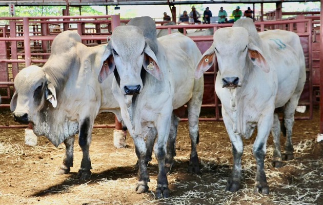 El censo agropecuario se ejecutará del 1 al 30 de agosto de manera híbrida. Foto: Cortesía/MIDA