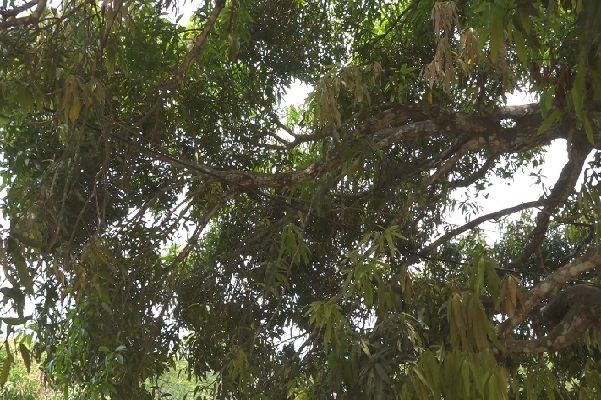 En octubre del 2023, vecinos de la comunidad de Kule Moguir Yala solicitaron a las autoridades locales podar tres árboles, al interferir las ramas con la línea eléctrica. Foto. Eric Montenegro