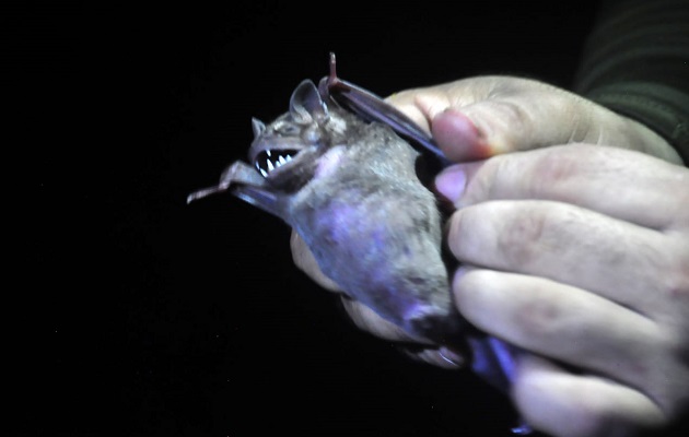 Los murciélagos tienen un papel clave en los ecosistemas.  Foto: Cortesía  Adriano Duff/ Zona Verde