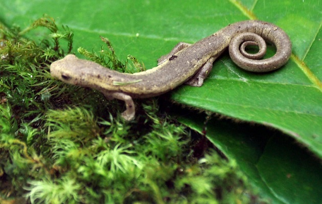 La salamandra Bolitoglossa aff. biseriata habita en Chucantí. Foto: Cortesía Adriano Duff/Zona Verde