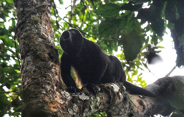 Un mono aullador se desplaza por el dosel del bosque de cerro Chucantí, mientras hace gala de sus melodiosos aullidos. Foto: Cortesía Adriano Duff/Zona Verde