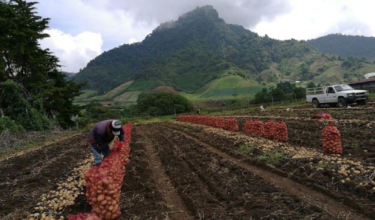 Cámara de Comercio insta a trabajar hacia la efectividad y la productividad del sector agropecuario. Foto: Archivos