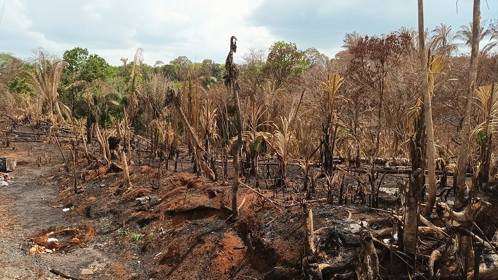 queman bosques y destruyen los remanentes de árboles que aún quedan en las orillas de los ríos y quebradas. Foto: Melquiades Vásquez 