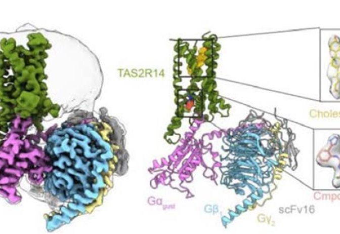 Un estudio describe cómo es la estructura de la proteína del receptor del sabor amargo. Foto: EFE