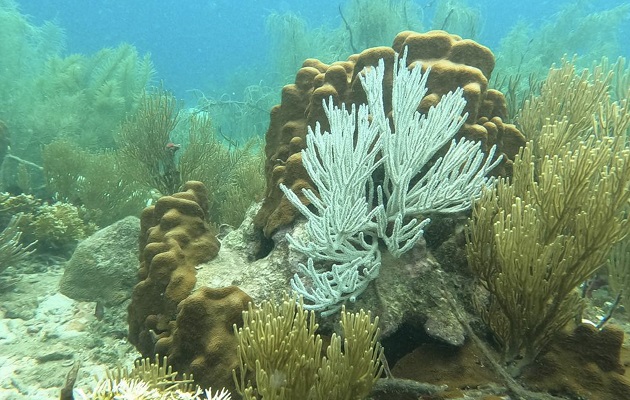 En la costa caribeña de Panamá también se han visto corales blanqueados. Foto: Cortesía/ Smithsonian