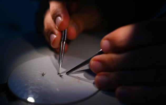 Minsa  recuerda la importancia de mantener limpias las casas y entorno laboral para evitar proliferación de mosquitos. Foto: EFE