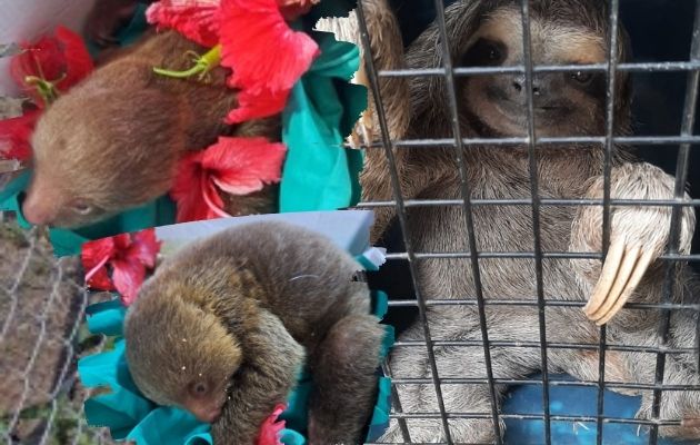 Aumenta perdida del hábitat de vida silvestre en Panamá Oeste. Foto: Cortesía