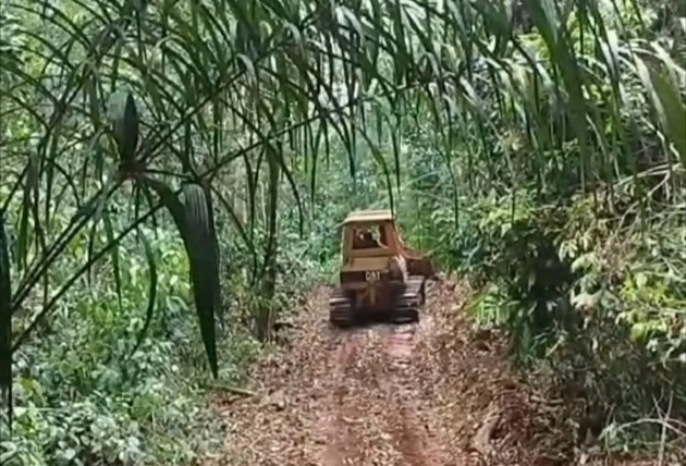 La fragmentación de los bosques pone en peligro a especies vulnerables.