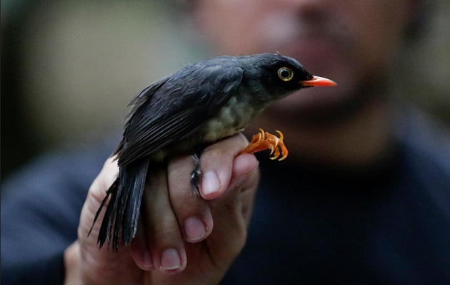 Los resultados preliminares apuntan al registro de 250 especies de aves para la reserva. Foto: EFE/Bienvenido Velasco