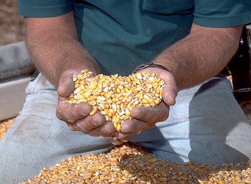 Industriales se comprometen a adquirir excedente de maíz de los productores. Foto: Archivo