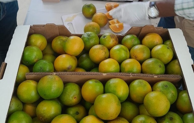 Panamá presenta gran potencial en la calidad de las frutas. Foto: Cortesía