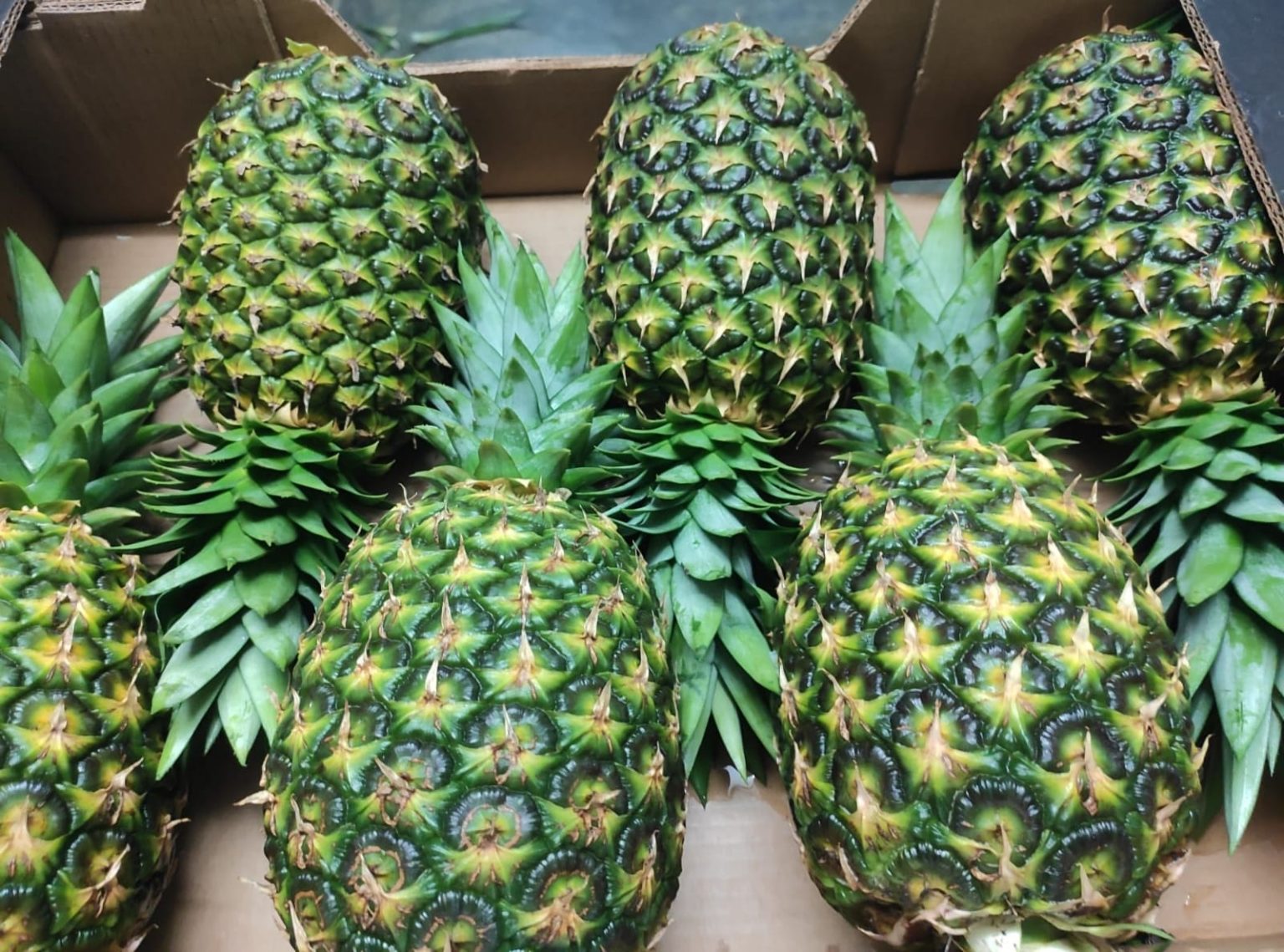 pinas-chorreranas.jpg pinas-chorreranas.jpg