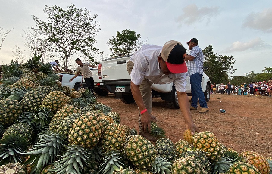 Unos 23 contenedores de piña de la variedad MD2 con 36,000 cajas fueron exportados vía marítima. Foto: Eric A. Montenegro.