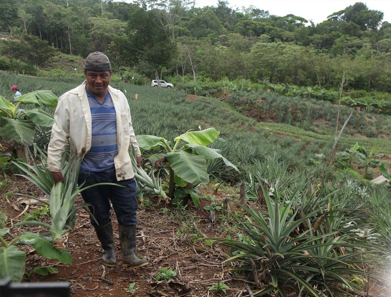    Agricultor cosechando productos para la Asociación Donlap. Foto/cobrepanama.com