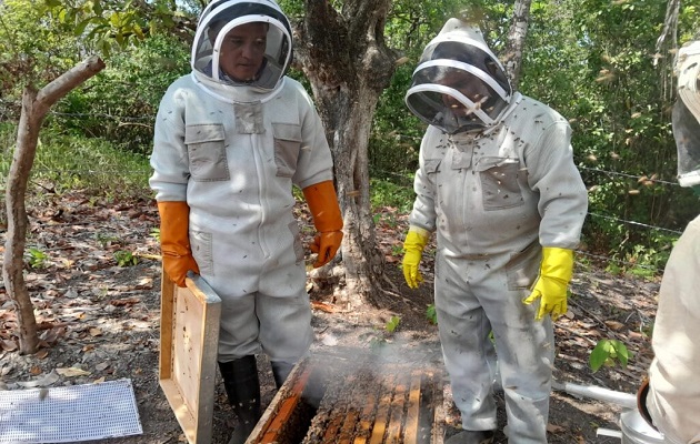 Panamá cuenta con una actividad apícola en crecimiento. Foto: Cortesía