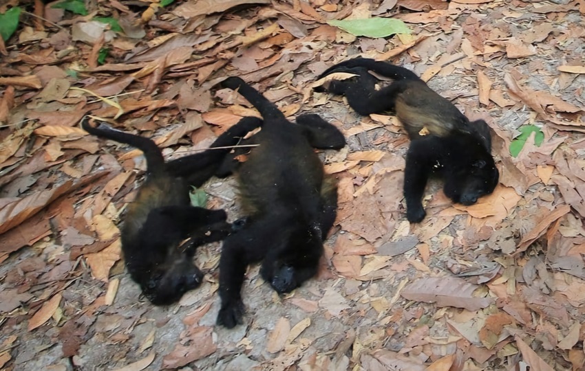 Una aparente ola de calor  estaría afectando a los monos. Foto: Cortesía