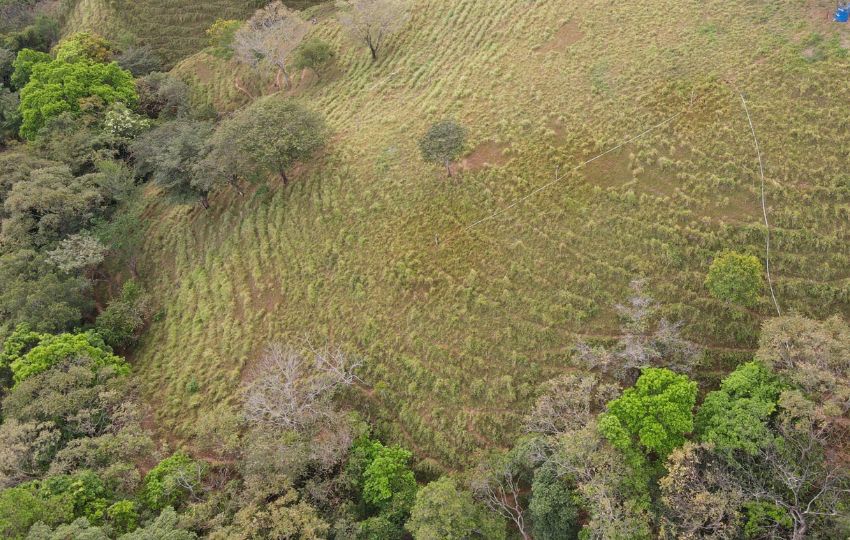 Importantes proyectos de reforestación se enfocan en la región de Azuero. Foto: Archivos