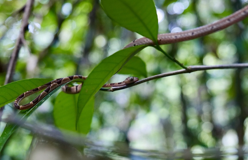 En la reserva Sierra Llorona hay diversidad de reptiles y anfibios. Foto: Cortesía En la reserva Sierra Llorona hay diversidad de reptiles y anfibios. Foto: Cortesía