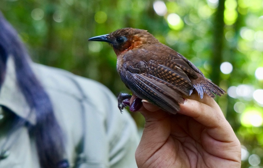 Las aves también son vulnerables a proyectos humanos. Foto: Cortesía Las aves también son vulnerables a proyectos humanos. Foto: Cortesía