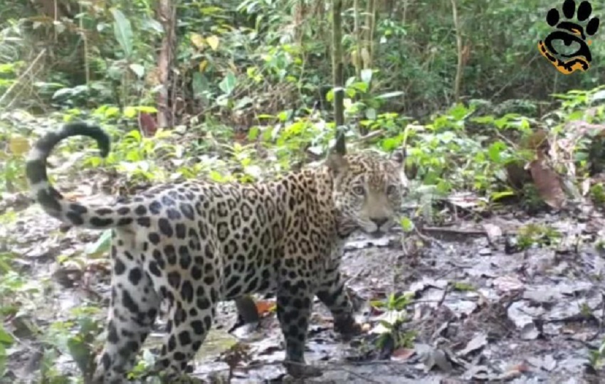 Para proteger a los jaguares también hay que conocer la dinámica de los ganaderos. Foto:Cortesía Para proteger a los jaguares también hay que conocer la dinámica de los ganaderos. Foto:Cortesía
