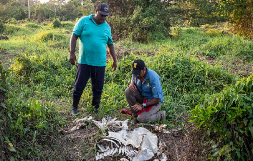Para proteger a los jaguares también hay que conocer la dinámica de los ganaderos. Foto:Cortesía Para proteger a los jaguares también hay que conocer la dinámica de los ganaderos. Foto:Cortesía