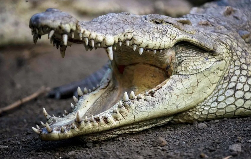Los cocodrilos son animales grandes y fuertes. Foto ilustrativa: EFE