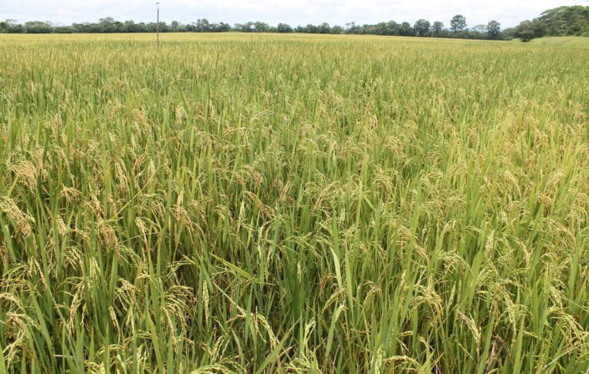 Los fondos destinados a impulsar la producción agrícola se deben utilizar de manera eficiente. Foto: Cortesía