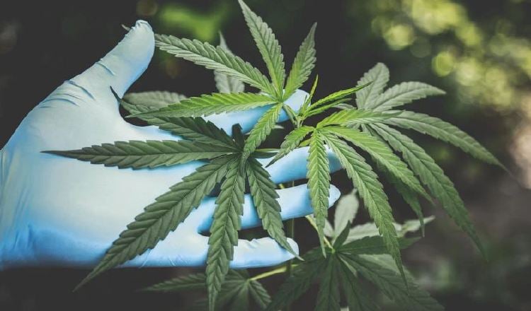 El cultivo de cáñamo tiene múltiples beneficios para el sector.  Ilustrativa