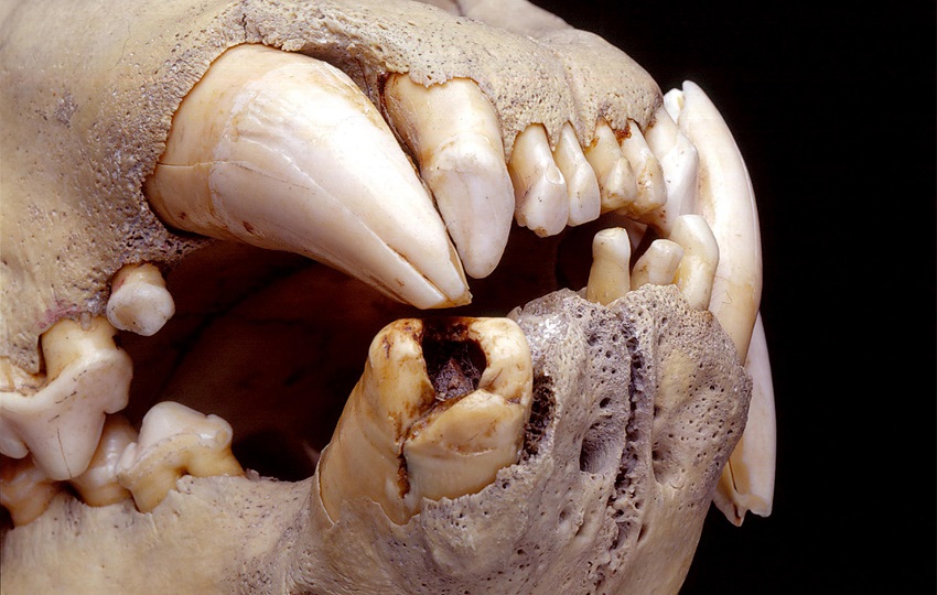 Los avances en microscopía y genómica han permitido reconstruir la dieta de los leones. Foto: EFE