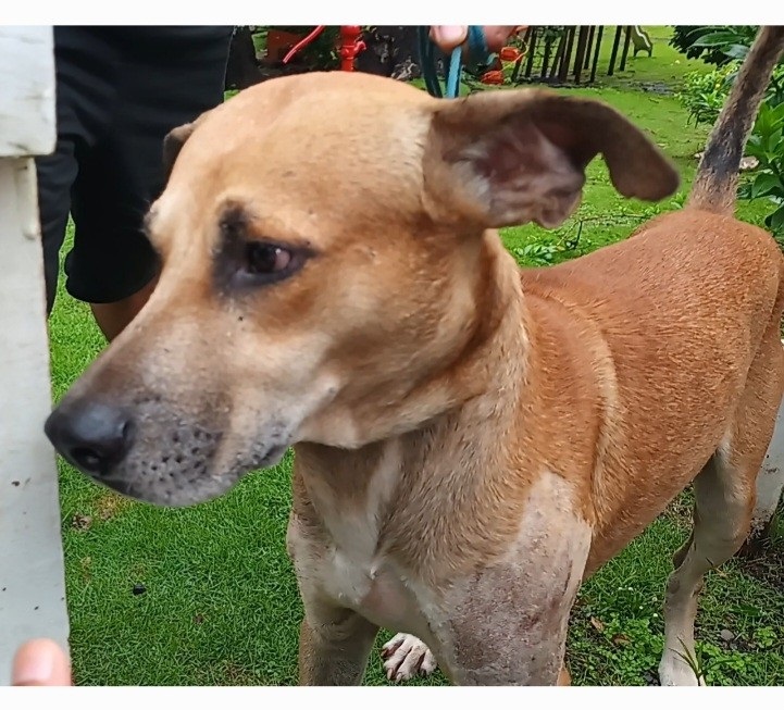 El perro rescatado presentaba tenía golpes y heridas en diferentes partes de su cuerpo y en la cabeza.Foto: Melquiades Vásquez.