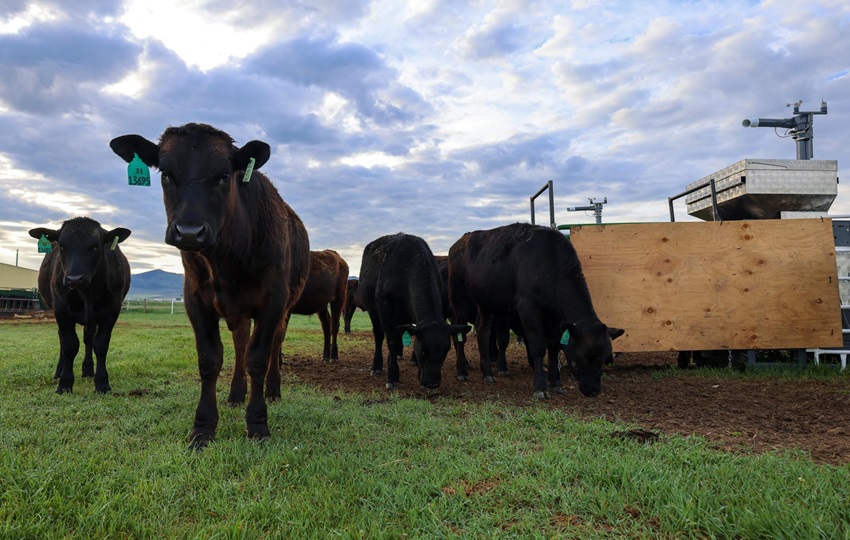 Novillos de vacuno pastan en una granja de Dillon, Montana. Foto: EFE Novillos de vacuno pastan en una granja de Dillon, Montana. Foto: EFE