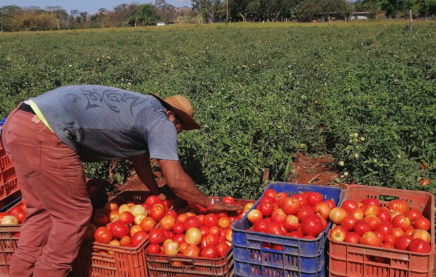 La fusión del BDA con el BNP,  según los productores podría dificultar el acceso a financiamiento en condiciones favorables para los pequeños y medianos. Foto. Thays Domínguez