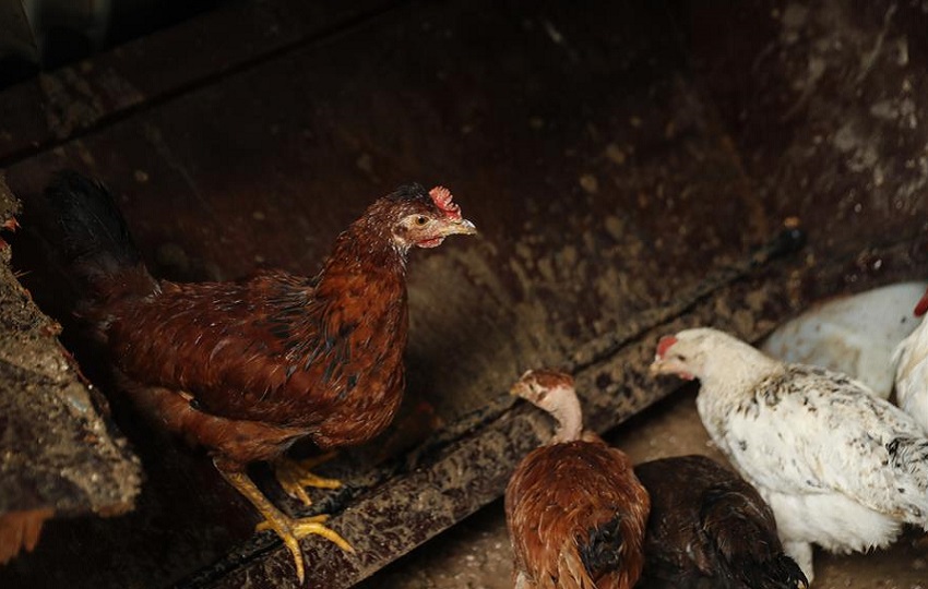 Aves de corral. Foto: EFE