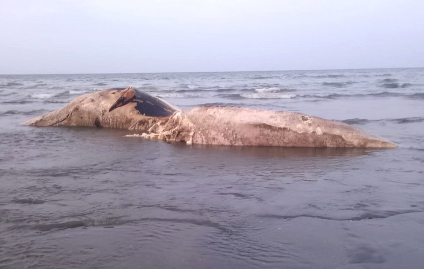 Para evitar afectaciones ambientales y sanitarias, se realizaron durante todo el fin de semana, coordinaciones para la disposición final del cadáver de la ballena, la cual podría ser enterrada.