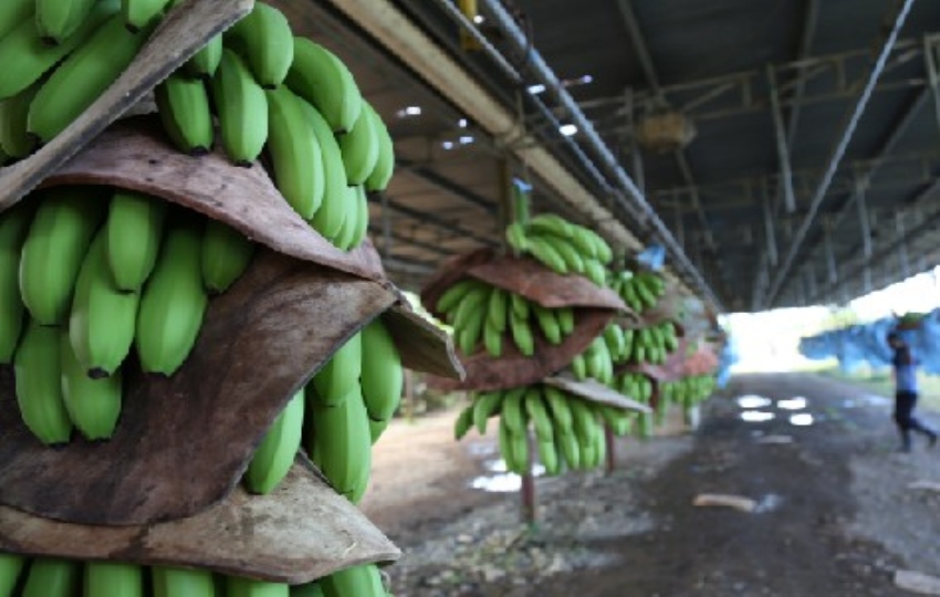 El banano sigue siendo el producto más exportado, representando el 17.6% del total. Foto: Cortesía