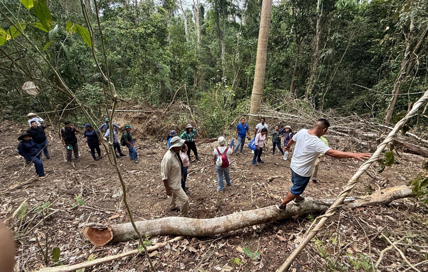 Entre las especies aprovechadas están el espavé, bálsamo, roble y cedro amargo. Foto: MiAmbiente