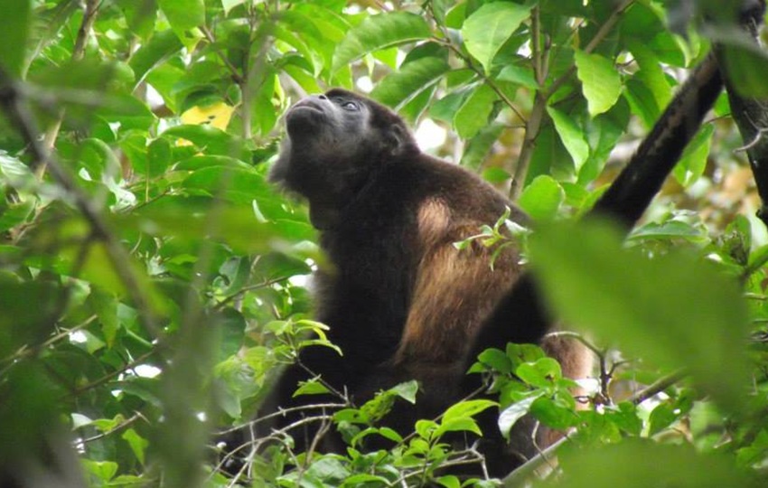 Los monos aulladores son especies centinelas. Foto: FCPP
