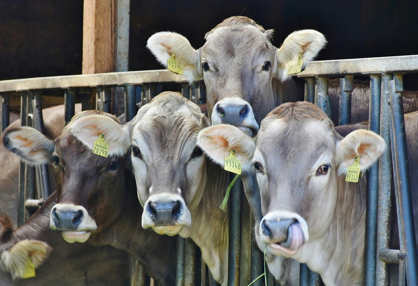 Los principales mataderos en cuanto a producción de carne de res fueron Las Tablas y David. Foto ilustrativa