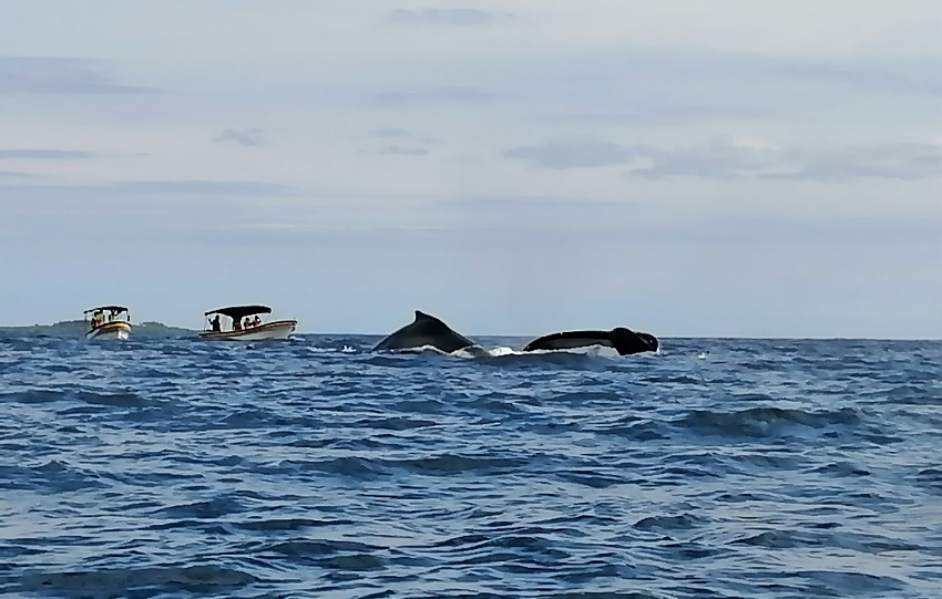 Es uno de los lugares más espectaculares del país para el avistamiento de ballenas jorobadas, especialmente entre los meses de julio a octubre. Foto. Thays Domínguez