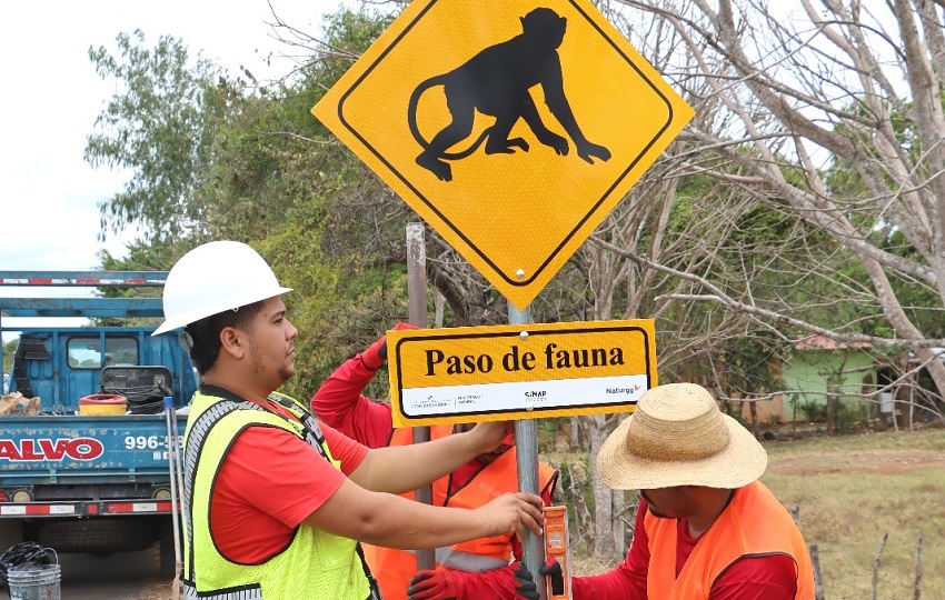 Esta es una  medida concreta que protege a una especie emblemática. Foto. Thays Domínguez