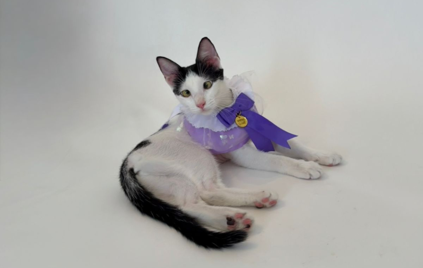 Aurora es una gatita muy juguetona y cariñosa. Foto: Cortesía Aurora es una gatita muy juguetona y cariñosa. Foto: Cortesía