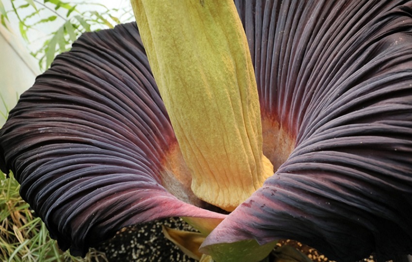 Una especie de Amorphophallus titanum de mal olor. EFE