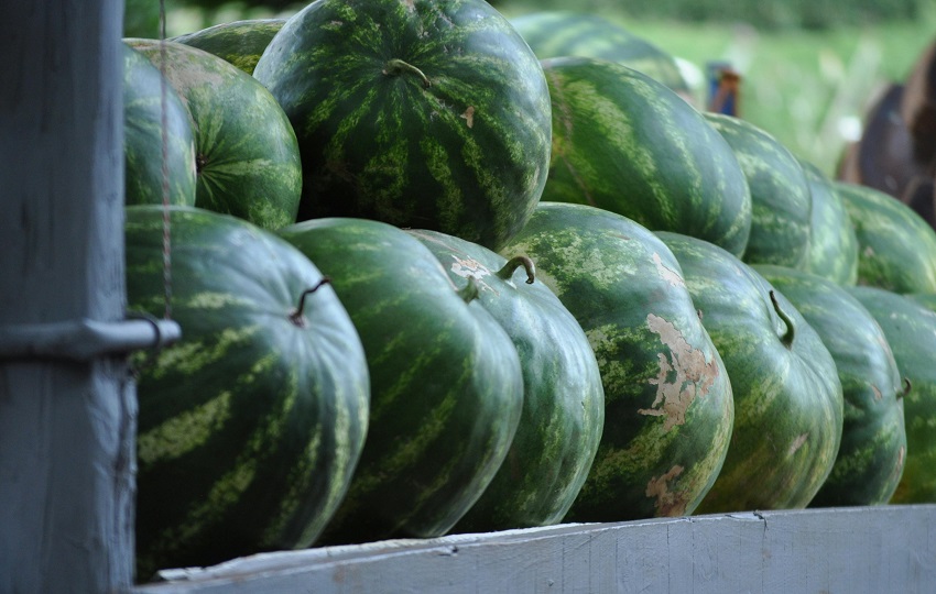El primer destino de los productos panameños es Países Bajos. Foto: Pexels El primer destino de los productos panameños es Países Bajos. Foto: Pexels