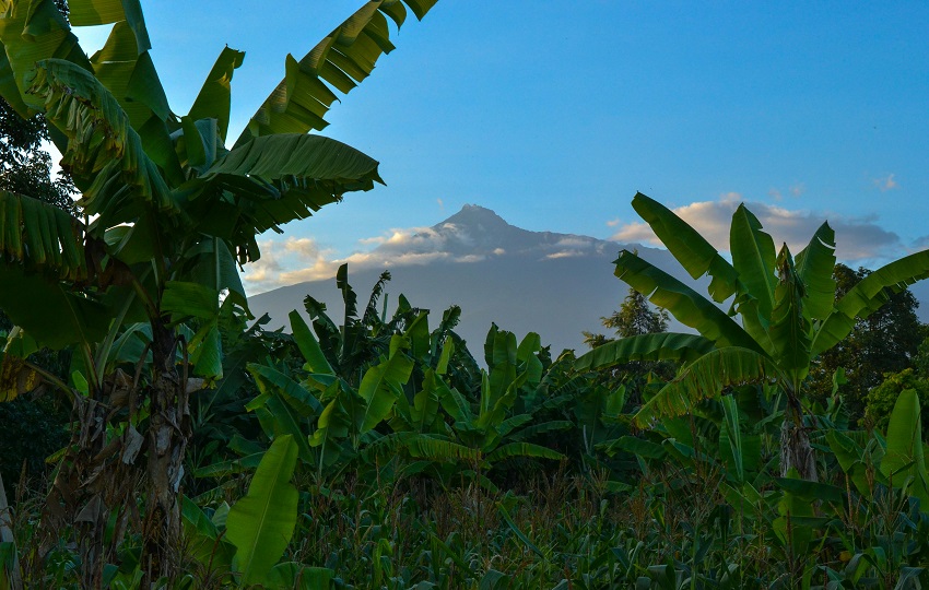 Falta de mantenimiento afecta las plantaciones. Foto: Pexels