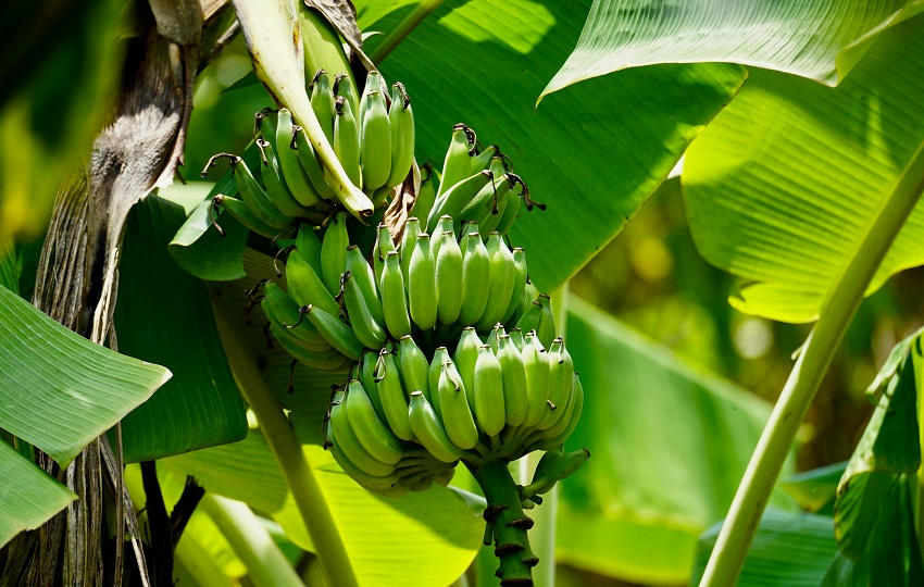 La empresa Chiquita Panamá ha alertado de grandes pérdidas. Foto: Pexels.